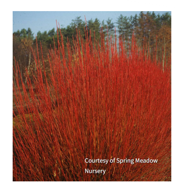 Cornus s. 'Cardinal', photo Courtesy of Spring Meadow Nursery